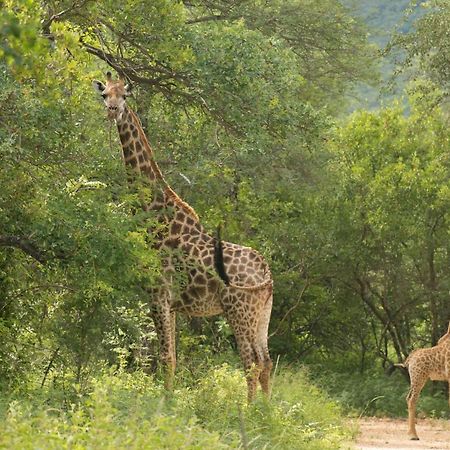 Cape Vulture Conservancy Hoedspruit Exteriör bild